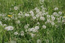 Wiese-Pusteblume_3063.jpg